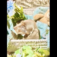 Dachshund (Miniature Smooth Haired)