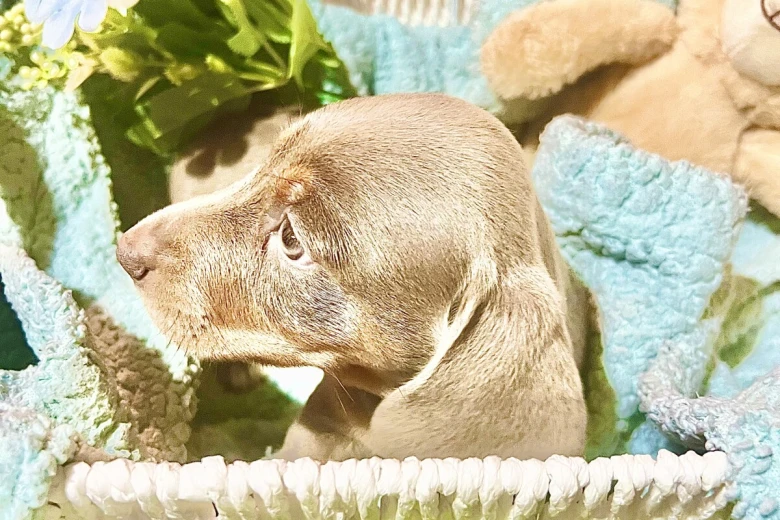 Dachshund (Miniature Smooth Haired)