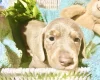 Dachshund (Miniature Smooth Haired)
