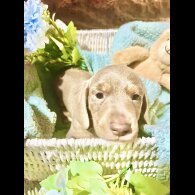 Dachshund (Miniature Smooth Haired)