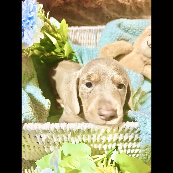 Dachshund (Miniature Smooth Haired)