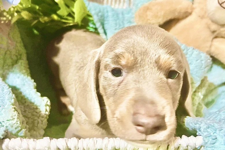 Dachshund (Miniature Smooth Haired)