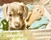 Dachshund (Miniature Smooth Haired)