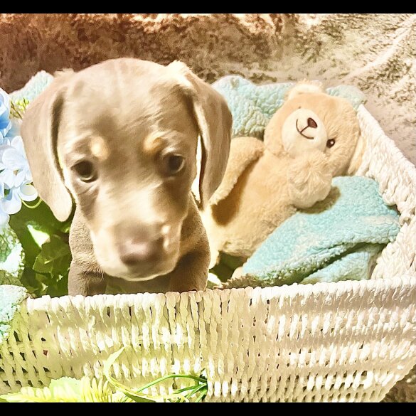 Dachshund (Miniature Smooth Haired)