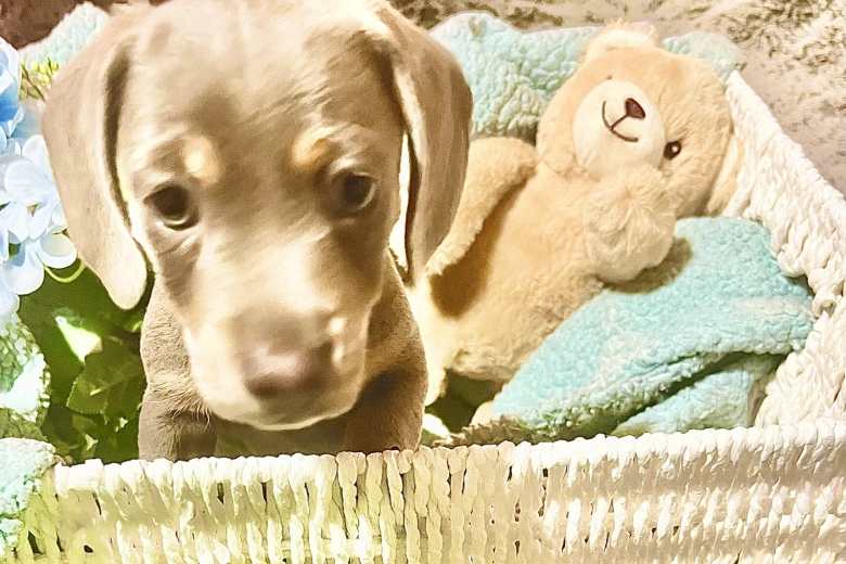 Dachshund (Miniature Smooth Haired)