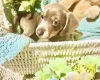 Dachshund (Miniature Smooth Haired)