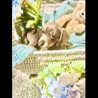 Dachshund (Miniature Smooth Haired)