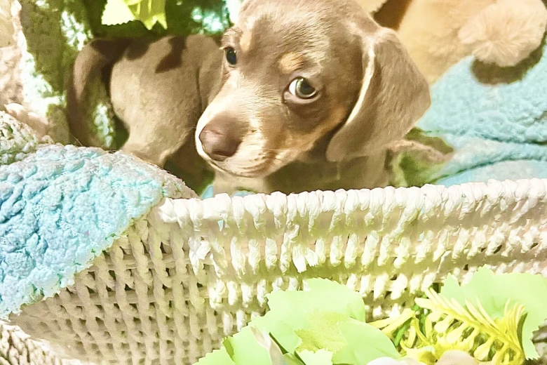 Dachshund (Miniature Smooth Haired)