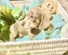 Dachshund (Miniature Smooth Haired)