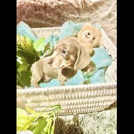 Dachshund (Miniature Smooth Haired)