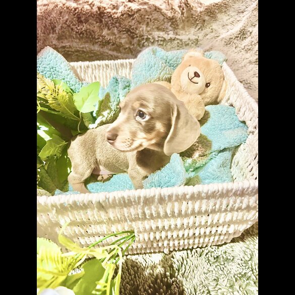 Dachshund (Miniature Smooth Haired)