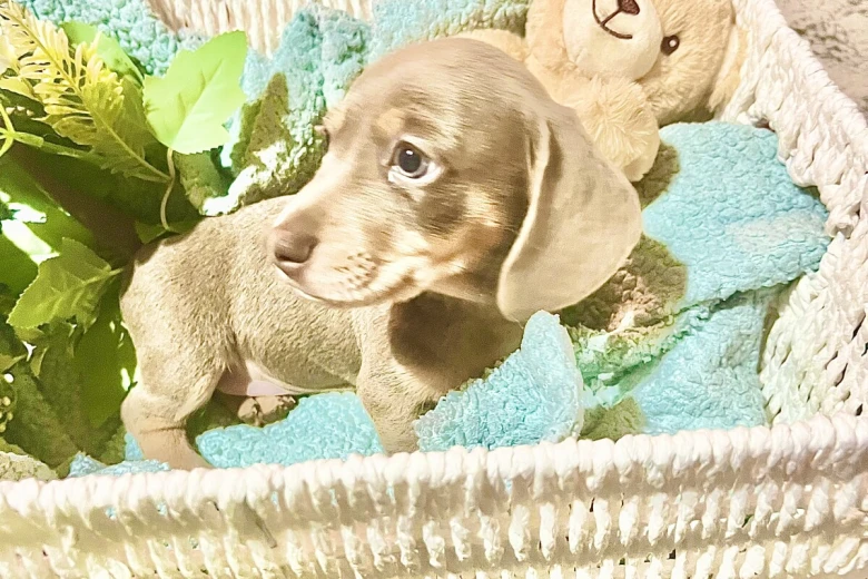 Dachshund (Miniature Smooth Haired)