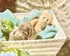Dachshund (Miniature Smooth Haired)