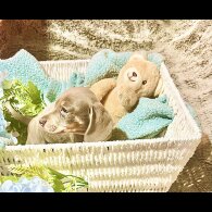 Dachshund (Miniature Smooth Haired)