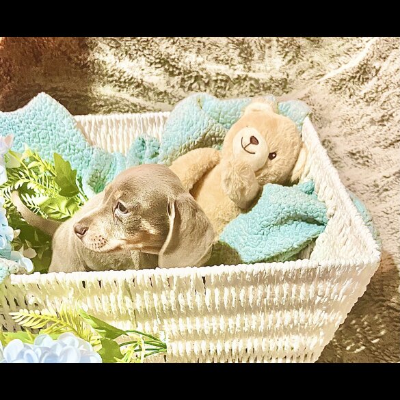 Dachshund (Miniature Smooth Haired)