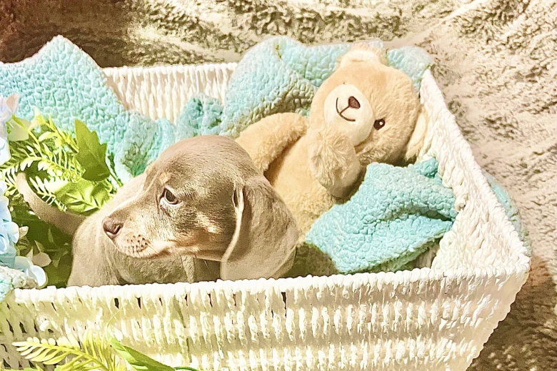 Dachshund (Miniature Smooth Haired)