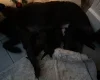 Patterjack