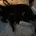 Patterjack
