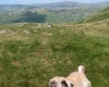 Pug