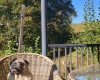 Pug