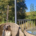 Pug