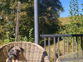Pug