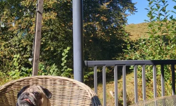 Pug