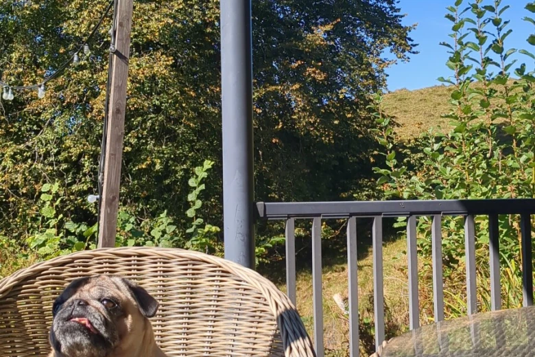 Pug