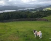 Pug
