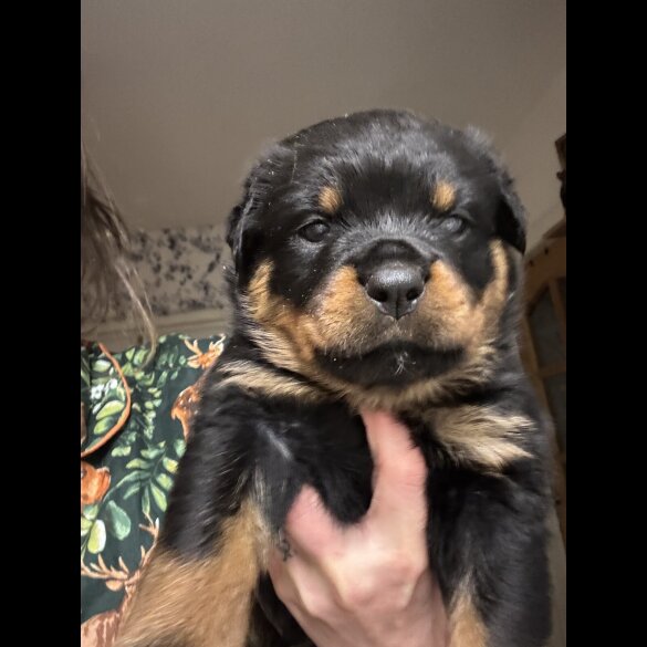 Rottweiler
