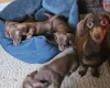 Dachshund (Miniature Smooth Haired)