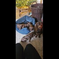 Dachshund (Miniature Smooth Haired)