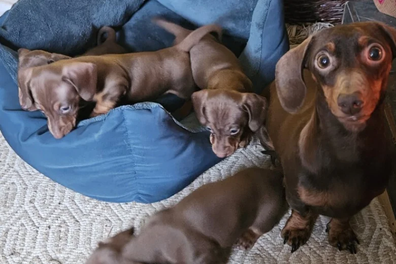 Dachshund (Miniature Smooth Haired)
