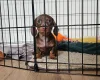 Dachshund (Miniature Smooth Haired)