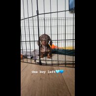 Dachshund (Miniature Smooth Haired)