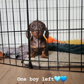 Dachshund (Miniature Smooth Haired)