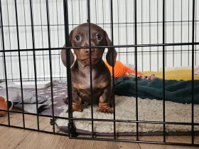 Dachshund (Miniature Smooth Haired)