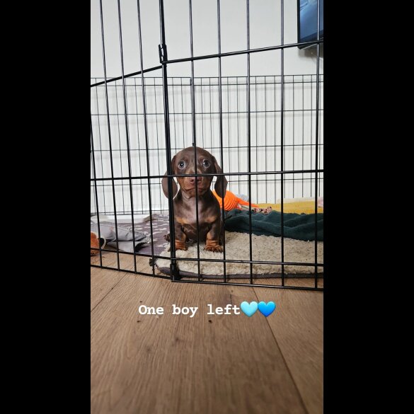 Dachshund (Miniature Smooth Haired)