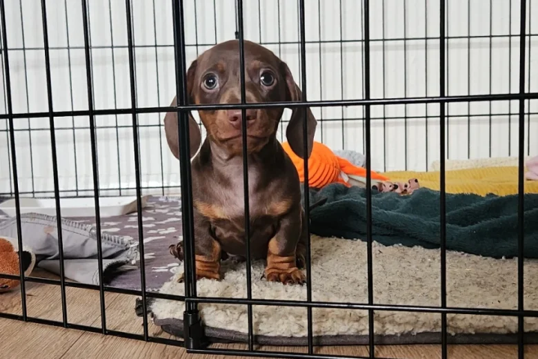 Dachshund (Miniature Smooth Haired)