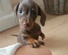 Dachshund (Miniature Smooth Haired)