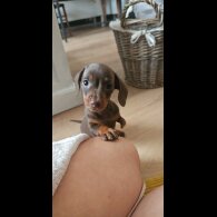 Dachshund (Miniature Smooth Haired)