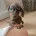 Dachshund (Miniature Smooth Haired)
