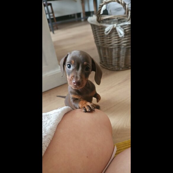 Dachshund (Miniature Smooth Haired)