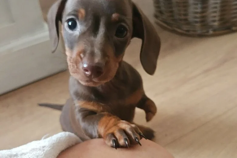 Dachshund (Miniature Smooth Haired)