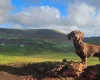 Dachshund (Miniature Smooth Haired)