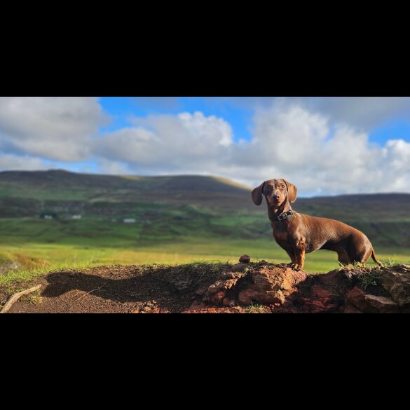 Dachshund (Miniature Smooth Haired)