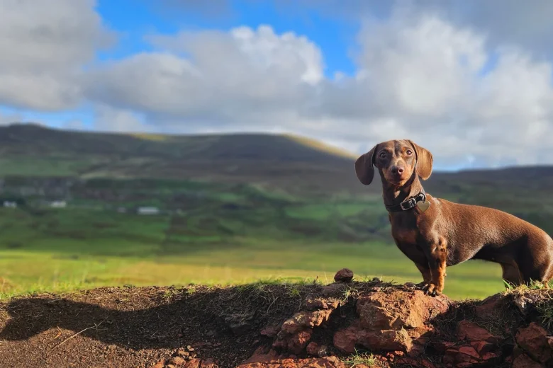 Dachshund (Miniature Smooth Haired)