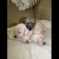 Dachshund (Smooth Haired)