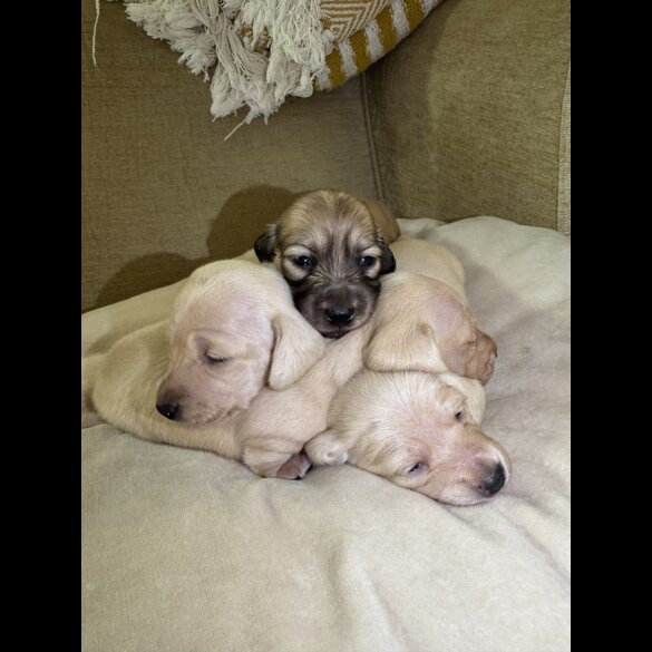 Dachshund (Smooth Haired)