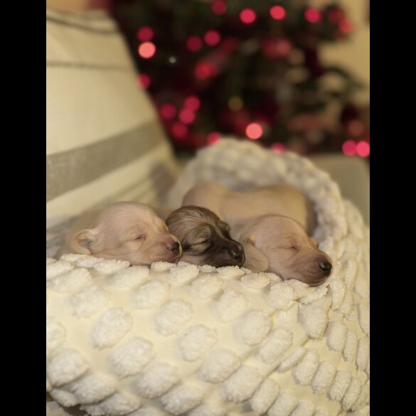 Dachshund (Smooth Haired)